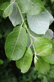 Attēlu rezultāti vaicājumam “Salix caprea”