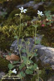 Attēlu rezultāti vaicājumam “Saxifraga granulata”