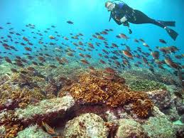 Image result for Scuba Skooling