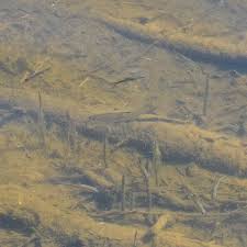 Image result for Rutilus caspicus