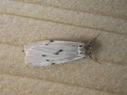 Attēlu rezultāti vaicājumam “Pelosia muscerda”