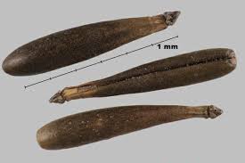 Attēlu rezultāti vaicājumam “Anthriscus”