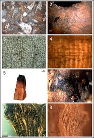 Attēlu rezultāti vaicājumam “Populus x lettland”