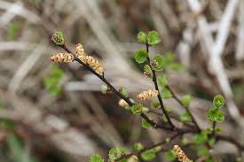 Attēlu rezultāti vaicājumam “Betula nana flower”
