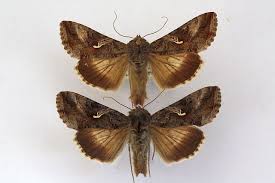 Attēlu rezultāti vaicājumam “Autographa gamma”