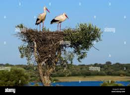 Attēlu rezultāti vaicājumam “Ciconia ciconia nest”