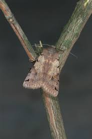 Attēlu rezultāti vaicājumam “Agrochola litura”