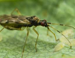 Attēlu rezultāti vaicājumam “Dicyphus nymph”