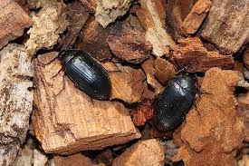 Attēlu rezultāti vaicājumam “Prionychus ater”