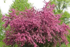 Attēlu rezultāti vaicājumam “Crataegus laevigata”