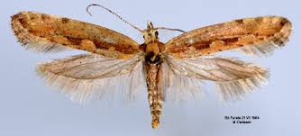 Attēlu rezultāti vaicājumam “Plutellidae”