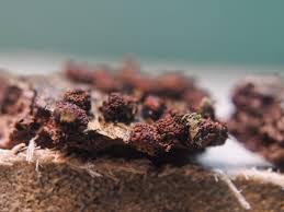 Attēlu rezultāti vaicājumam “Tubifera montana young”