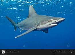 Image result for Carcharhinus plumbeus