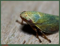 Attēlu rezultāti vaicājumam “Aphrophora salicina”