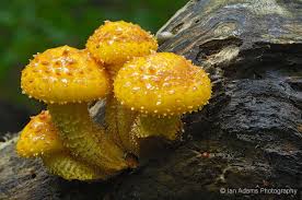 Attēlu rezultāti vaicājumam “Pholiota flammans”