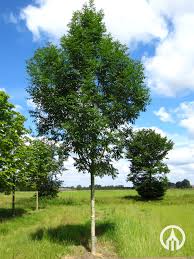 Attēlu rezultāti vaicājumam “Fraxinus excelsior”