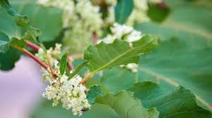 Attēlu rezultāti vaicājumam “Reynoutria sachalinensis flower”