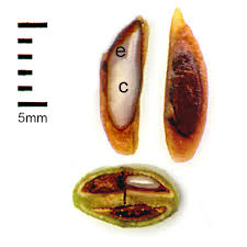 Attēlu rezultāti vaicājumam “Syringa vulgaris fruit”
