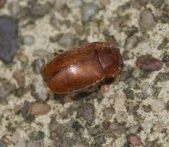 Attēlu rezultāti vaicājumam “Epuraea sp.”