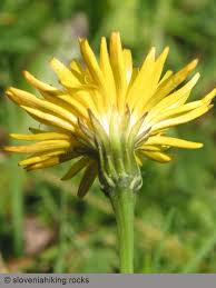 Attēlu rezultāti vaicājumam “Leontodon hispidus”