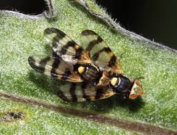 Attēlu rezultāti vaicājumam “Urophora jaceana”