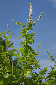 Image result for Pfefferminze