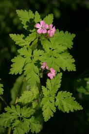 Attēlu rezultāti vaicājumam “Geranium robertianum”