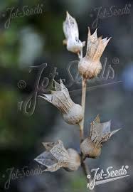 Attēlu rezultāti vaicājumam “Hyoscyamus niger fruit”