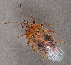 Attēlu rezultāti vaicājumam “Kleidocerys resedae”