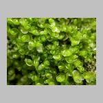 Attēlu rezultāti vaicājumam “Jungermannia sphaerocarpa”