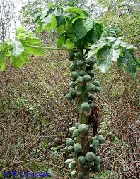 Image result for Carica papaya