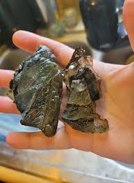 Attēlu rezultāti vaicājumam “Hemitrichia sordivesiculosa macro”