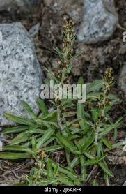 Attēlu rezultāti vaicājumam “Gnaphalium sylvaticum leaf”
