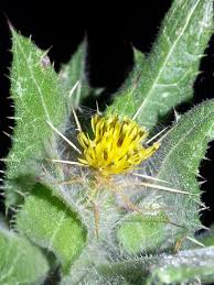 Image result for Cnicus benedictus