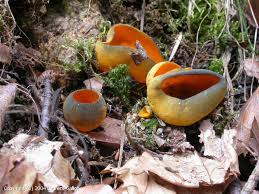 Attēlu rezultāti vaicājumam “Caloscypha fulgens”