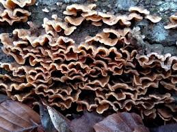 Attēlu rezultāti vaicājumam “Stereum hirsutum”