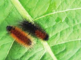 Attēlu rezultāti vaicājumam “Parasemia plantaginis male”