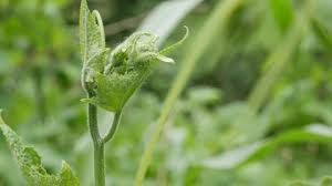 Attēlu rezultāti vaicājumam “Jacobaea paludosa leaf”