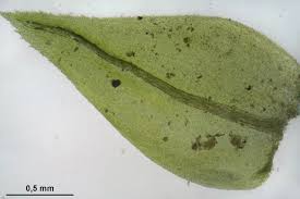 Attēlu rezultāti vaicājumam “Thamnobryum alopecurum”