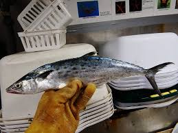 Image result for Scomberomorus maculatus