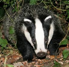 Attēlu rezultāti vaicājumam “Meles meles adult”