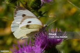 Attēlu rezultāti vaicājumam “Pieris brassicae female”