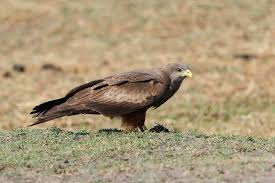 Image result for Milvus milvus