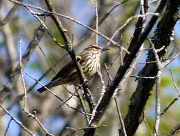 Image result for Seiurus noveboracensis