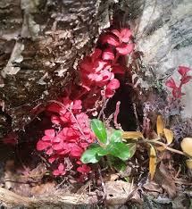 Attēlu rezultāti vaicājumam “Exobasidium splendidum”