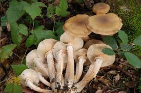 Attēlu rezultāti vaicājumam “Armillaria mellea”