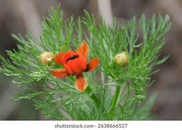 Image result for Adonis aestivalis