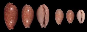 Attēlu rezultāti vaicājumam “Cribraria rubiginosa”