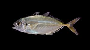 Image result for Caranx crysos