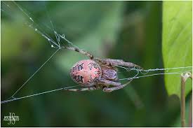 Attēlu rezultāti vaicājumam “Larinioides cornutus female”